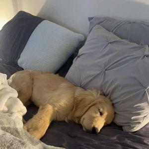 Our New Bed Fund