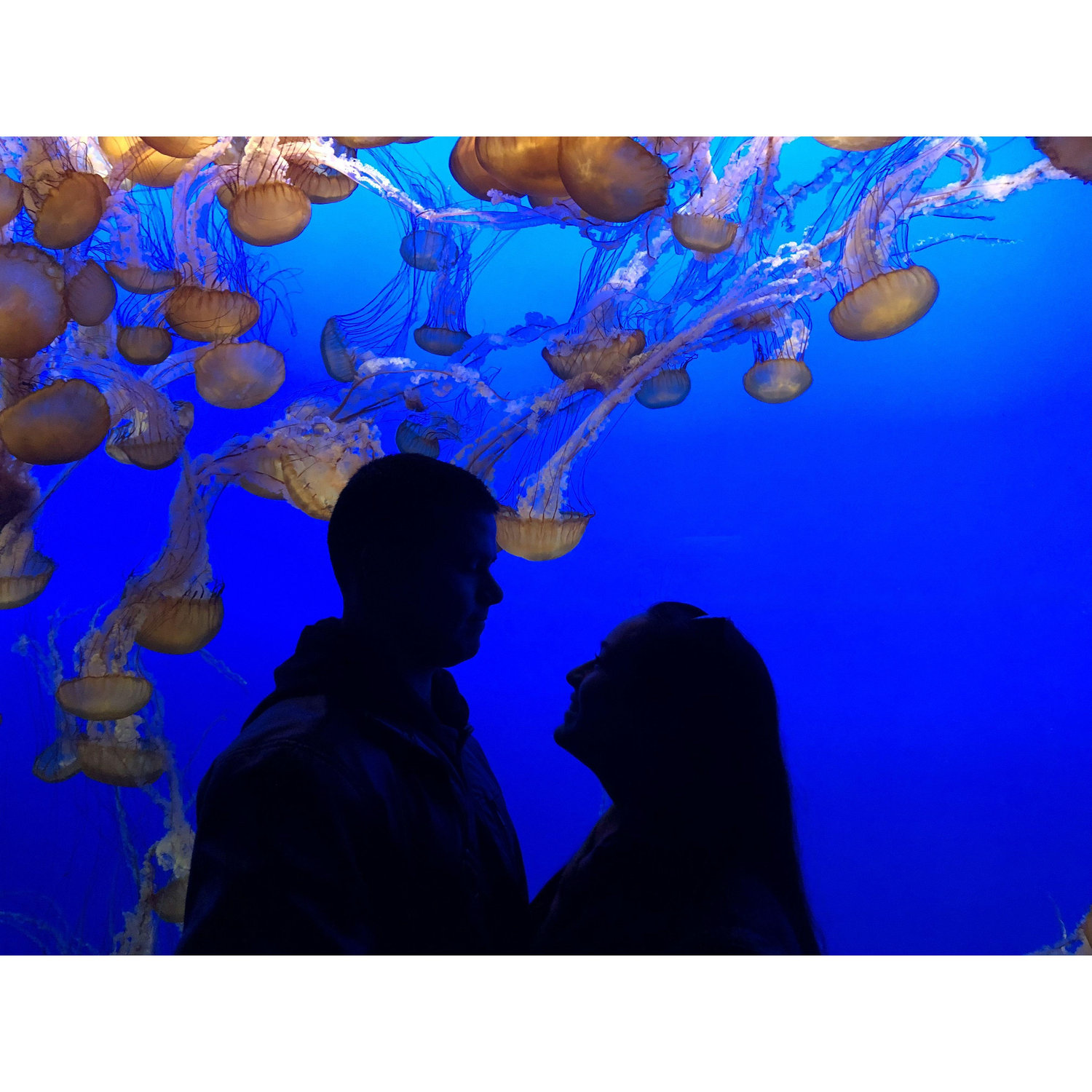 Monterey Bay Aquarium