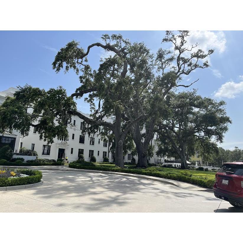 The beautiful oak tree that sits right in front of the hotel. This tree makes the perfect background for photos!