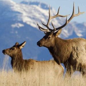 Elk Hunting Trip