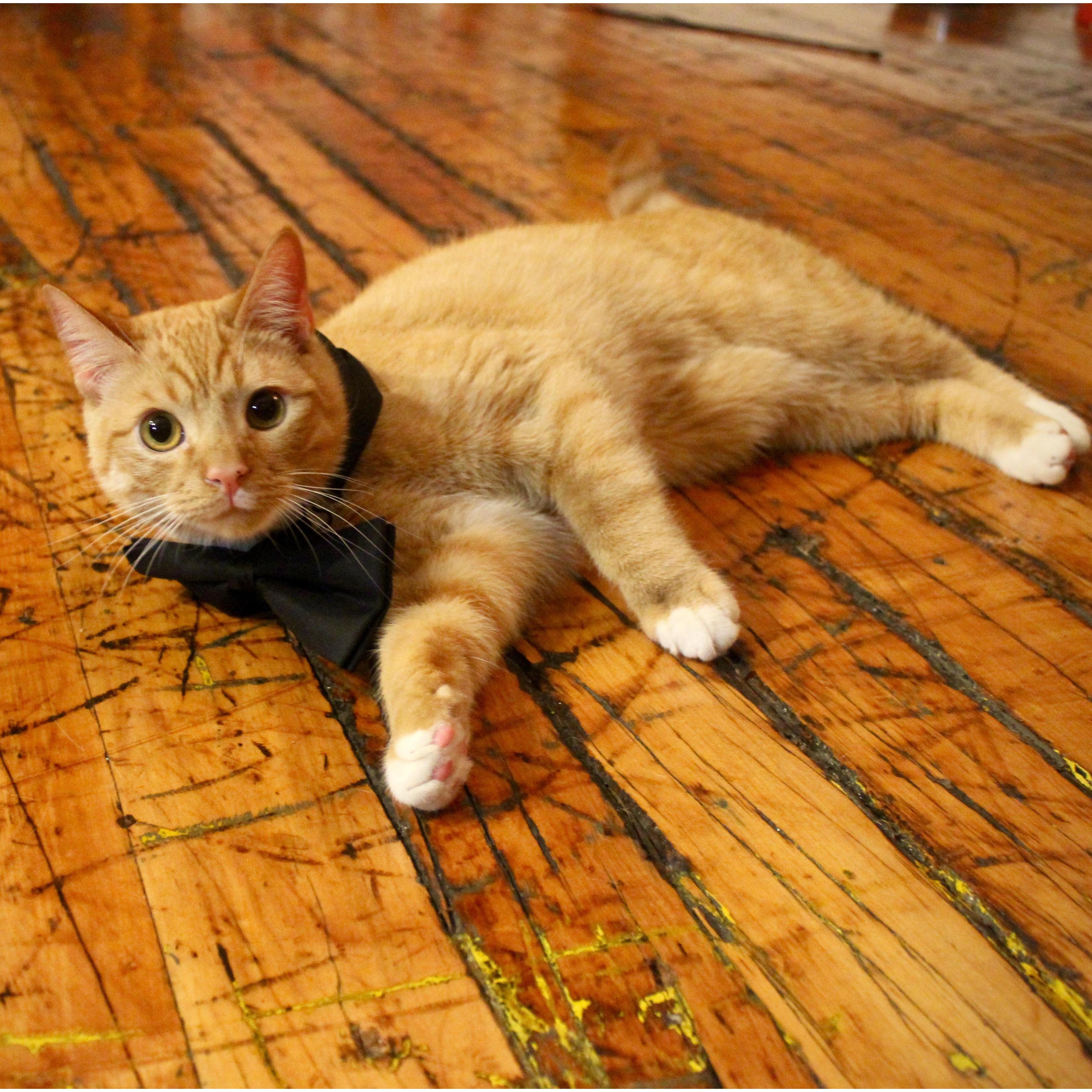 Our cat, Oscar, will not be at the ceremony, but he is very important to John & Lucy!