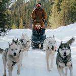 Snowy Owl Sled Dog Tours