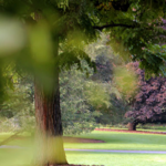 F R Newman Arboretum