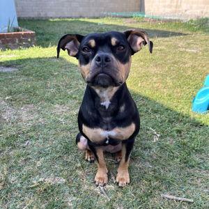 Our Pet Toy Fund