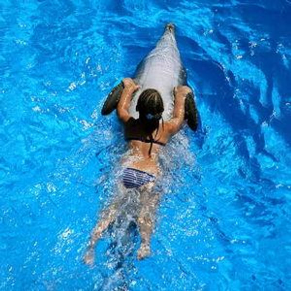 Swimming with Dolphins