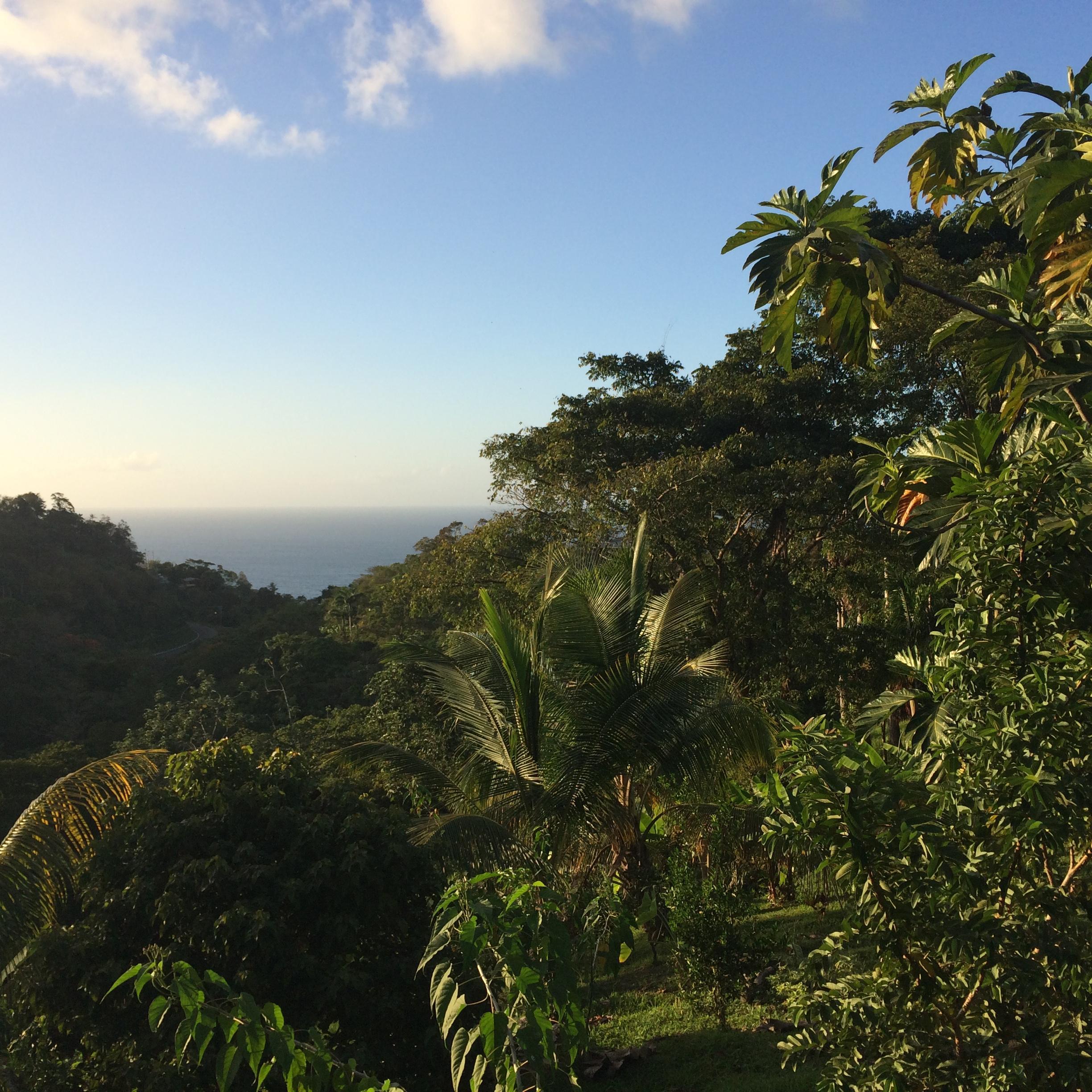 View from one of the apartments on the property.