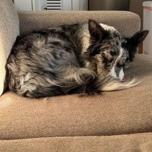 Pet Hotel For Our Honeymoon