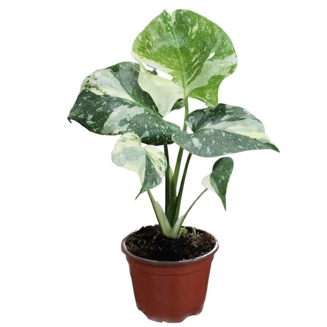 Monstera Thai Constellation| Live Plant in a 4 Inch Growers Pot | Live Indoor, Easy to Grow, Easy to Care, and Low Maintenance Houseplant (4" Pot)