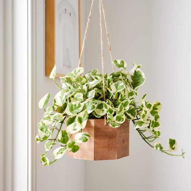 6in Pothos Plant in Hanging Wood Planter