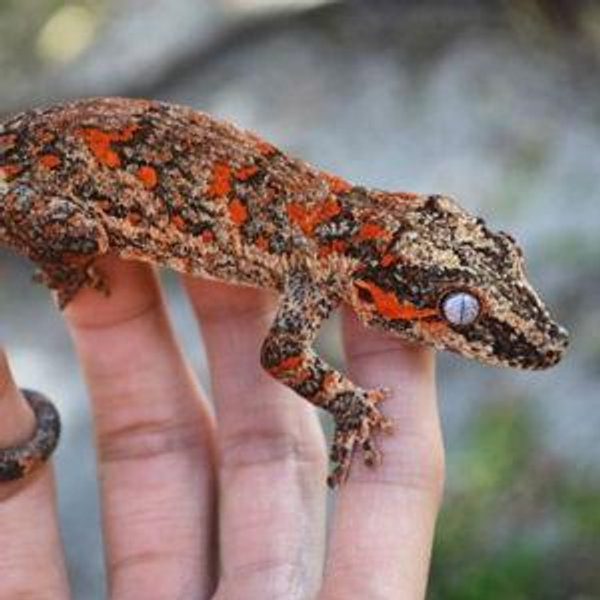 Geckos & terrarium