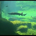 Flint RiverQuarium