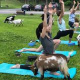 Goat Yoga at A Tiny House Resort