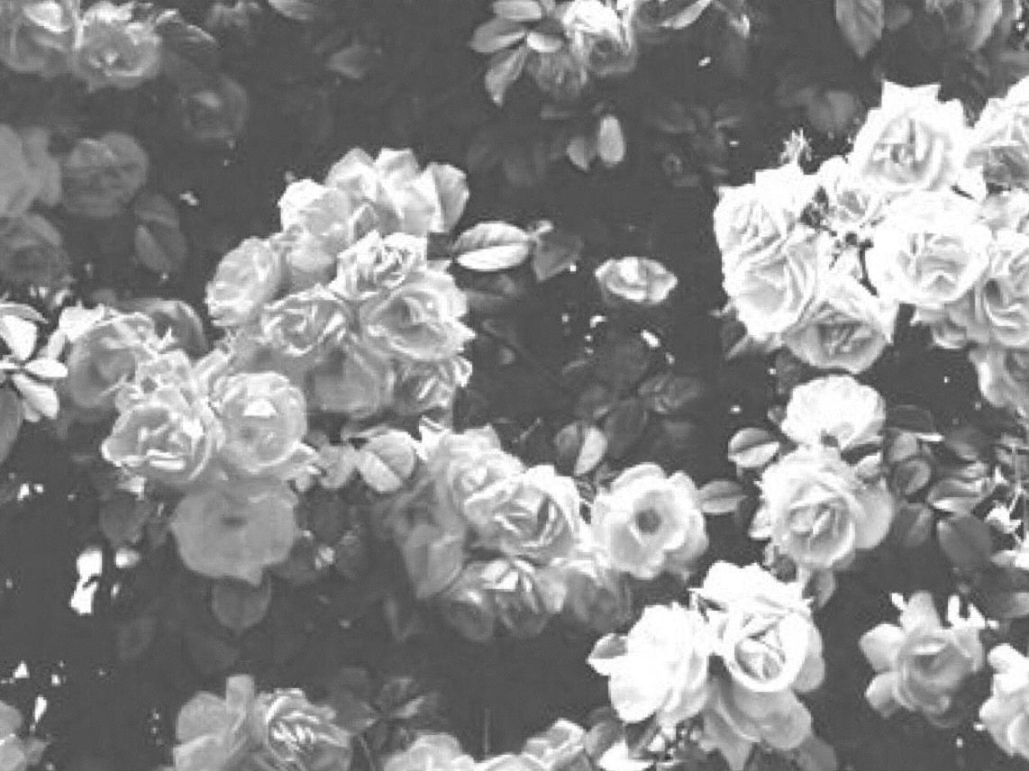The Wedding Website of Kristy White and Benjamin Walker