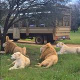 Lion & Safari Park