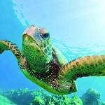 Turtle Canyon Catamaran Snorkel Cruise