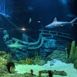 Aquarium At Moody Gardens