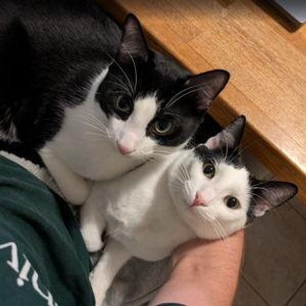 One Year's Supply Of Cat Treats