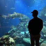 Tennessee Aquarium