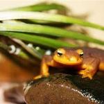 Sulphur Creek Nature Center