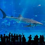 Georgia Aquarium