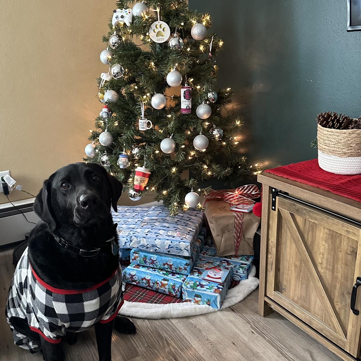 Mr moose in front of all of his presents