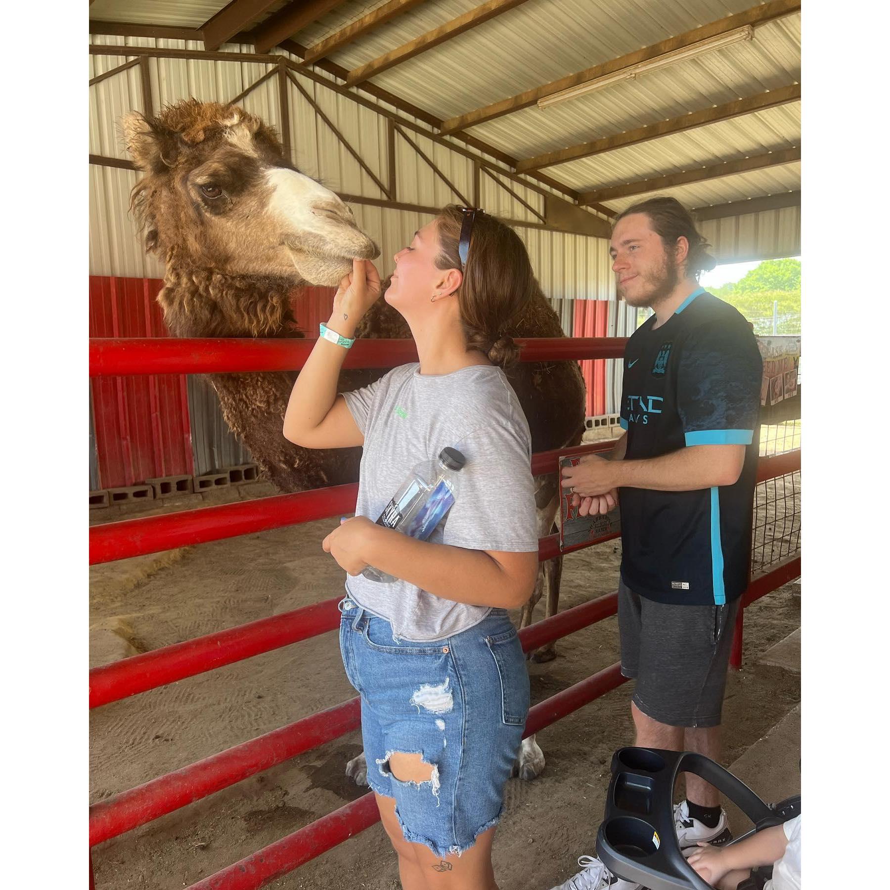 Don't mind us, just feeding this sweet camel.