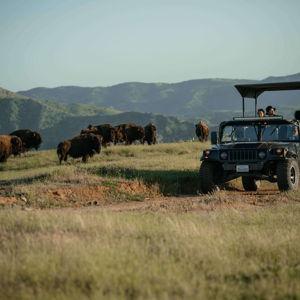 Bison Tour