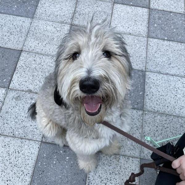 The best dog in the world, our beloved Lucy