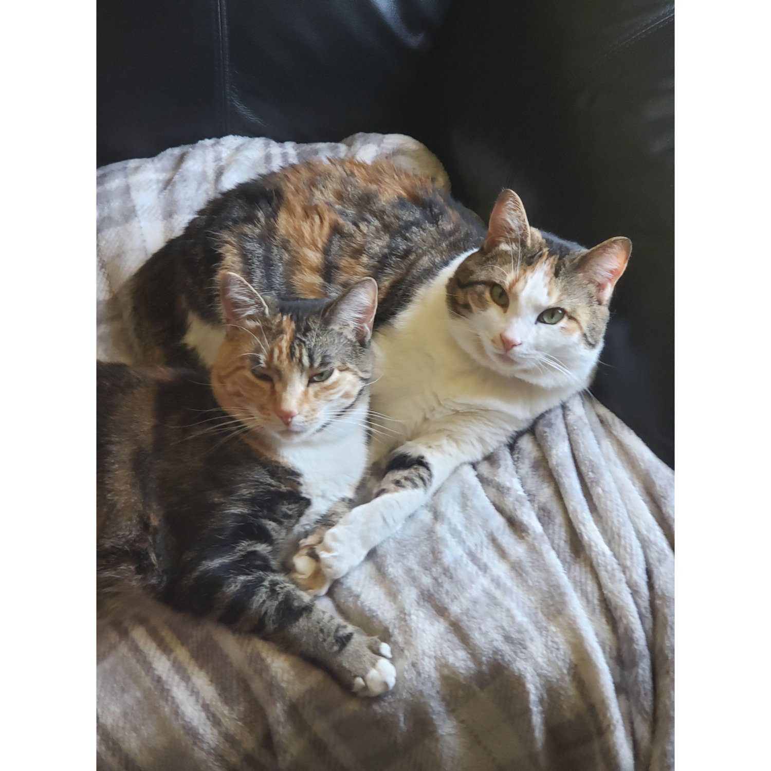 Our little fluffy furbabies