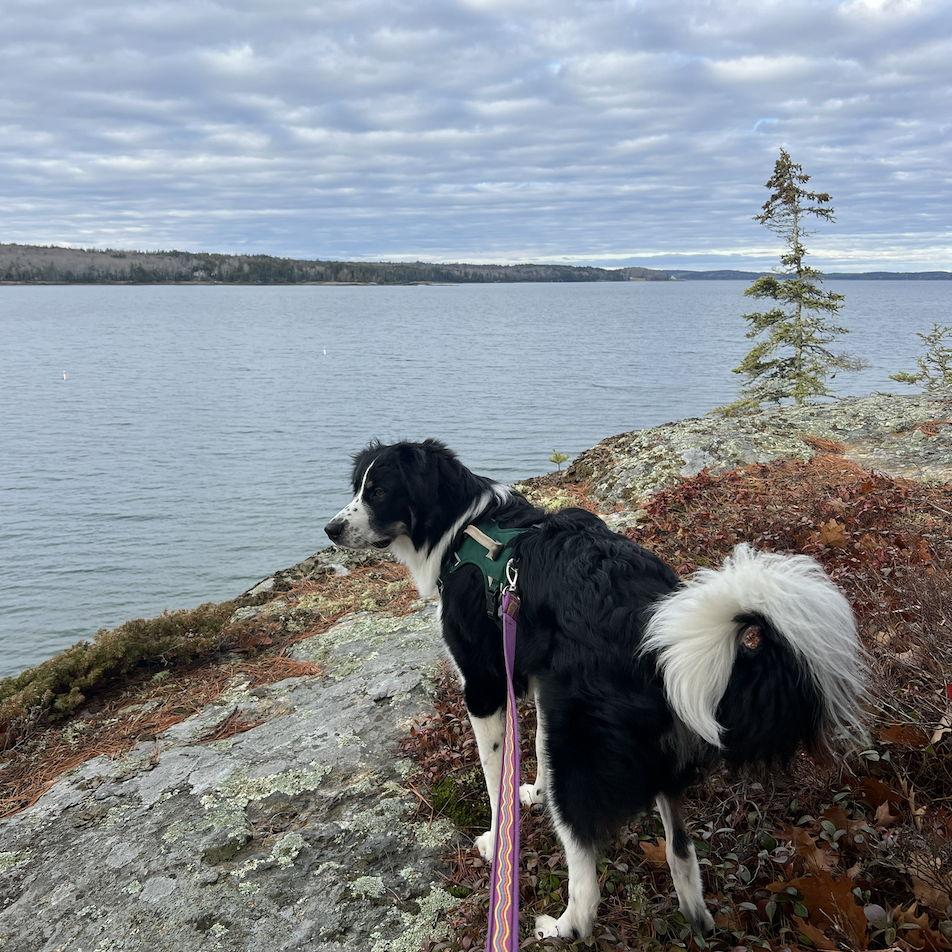 In the year since then, they've added a third member to our little family and adopted a puppy, Hugo, this past summer.