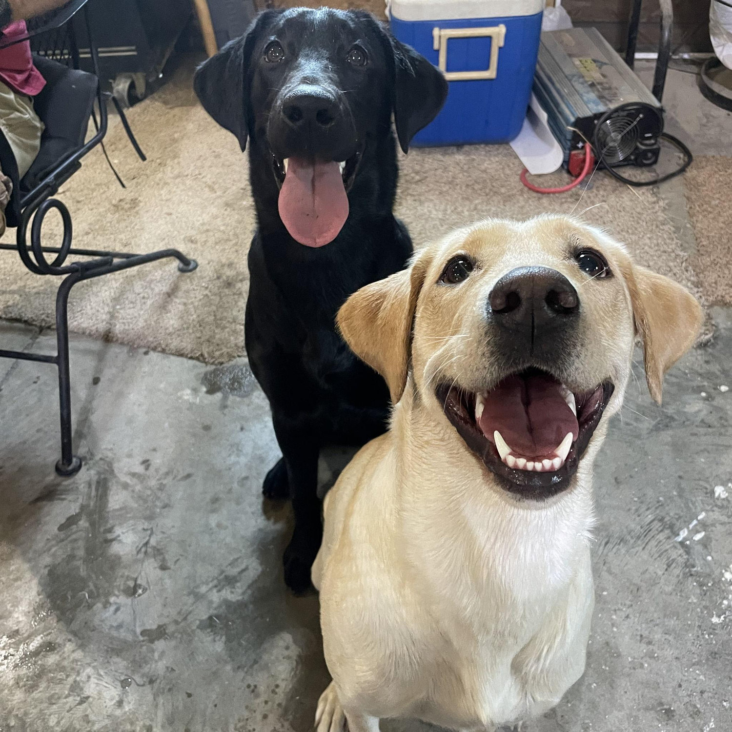 The labs we raised from puppies that made us grow up