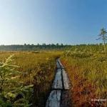 Philbrick-Cricenti Bog