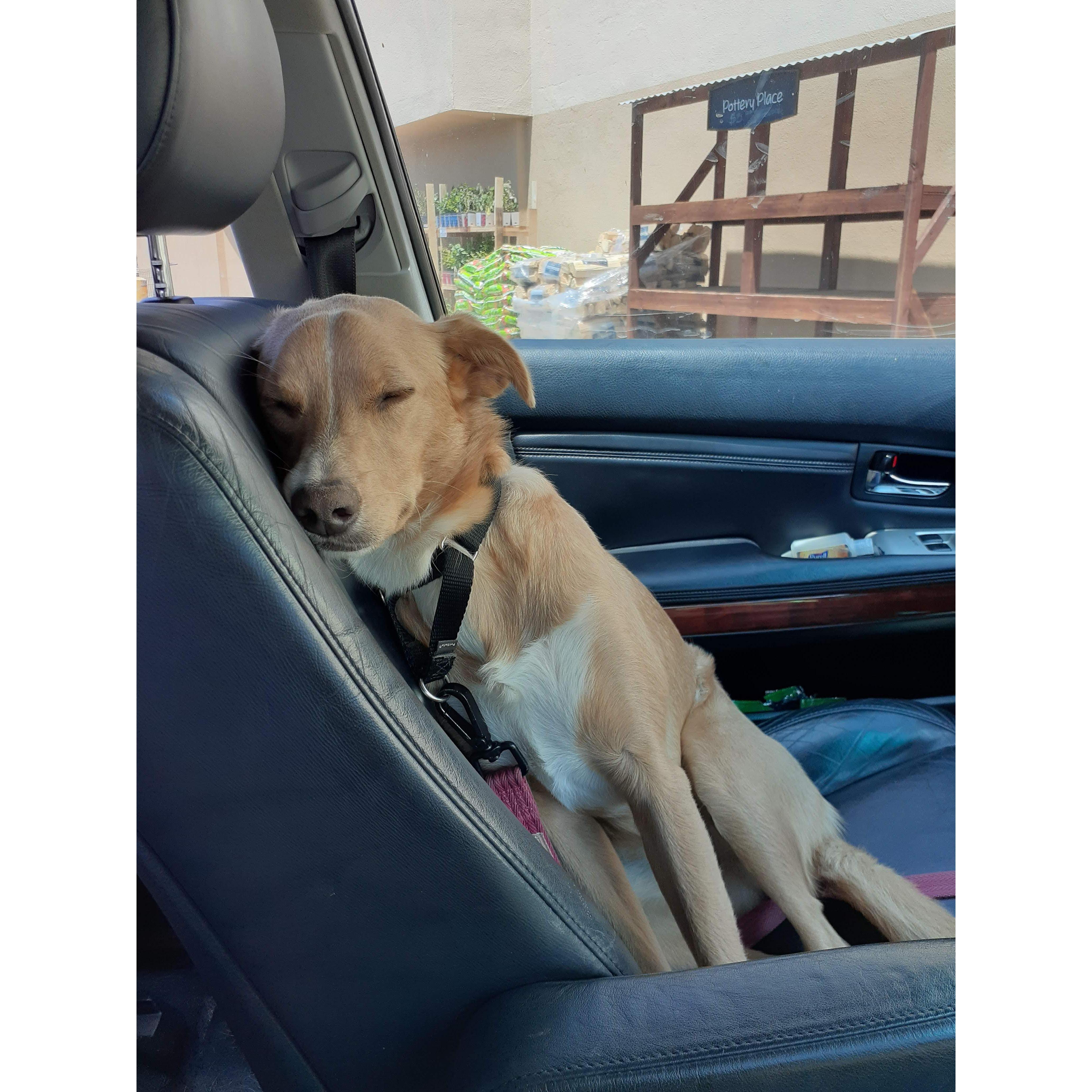 Dolly snoozin'