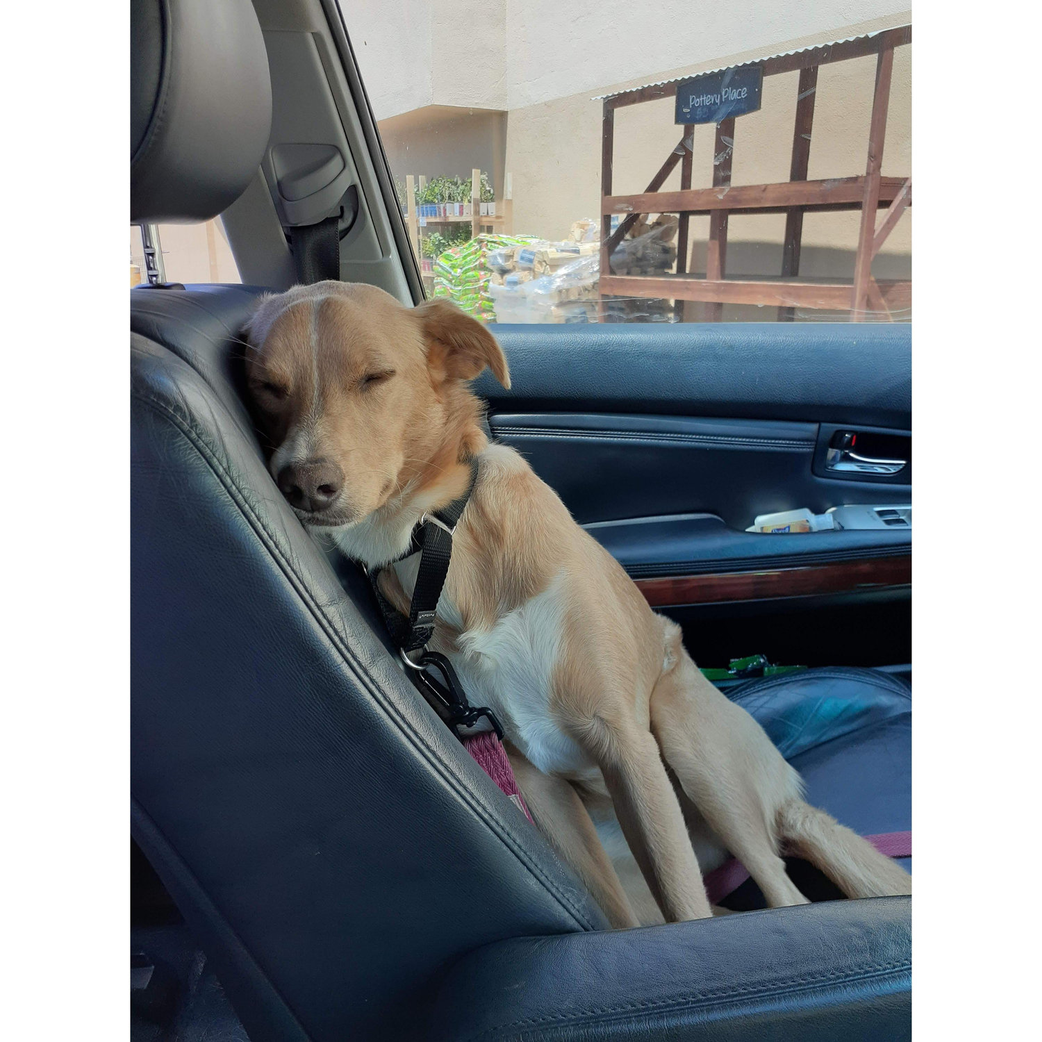 Dolly snoozin'
