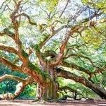 Angel Oak Tree