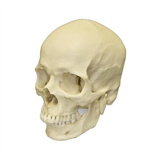 Definitely Not A Real Human Skull (And Stand)