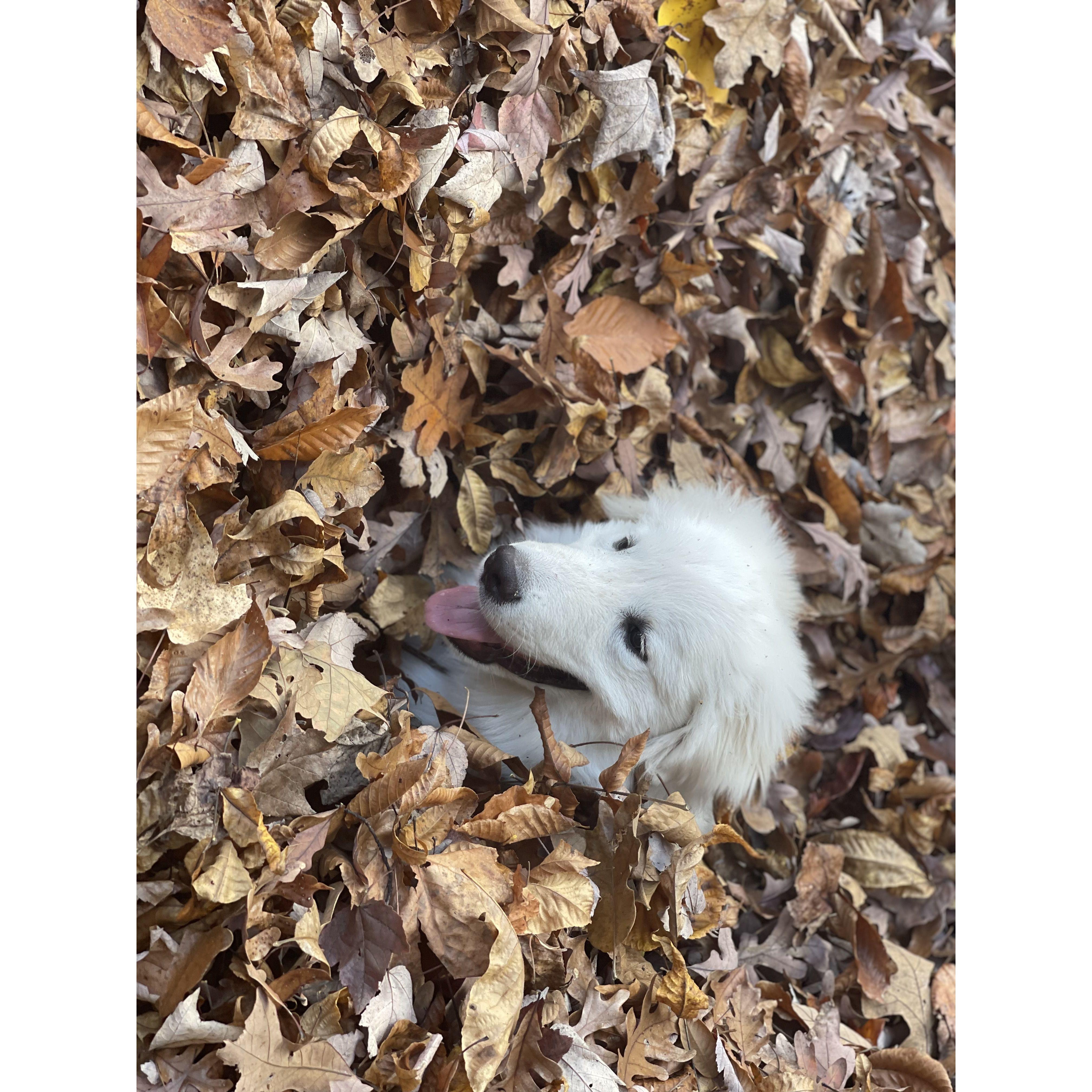 Pancakes in the Leafs!