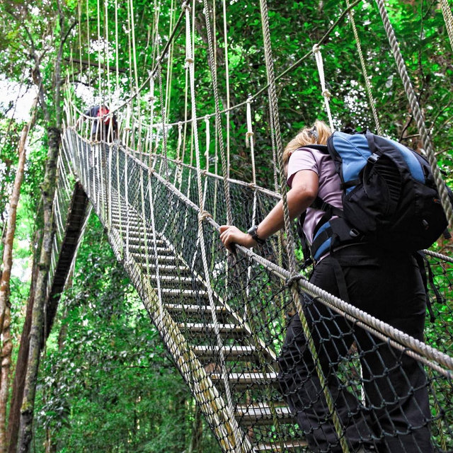 Rainforest Canopy Adventure