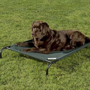 COOLAROO Steel-Framed Elevated Dog Bed, Brunswick Green, Large - Chewy.com