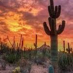 Desert Botanical Garden