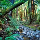 Experience - Muir Woods