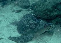Scuba and Snorkeling