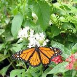 The Dahlonega Butterfly Farm