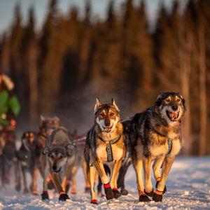 Alaska Helicopter & Dog Mushing Excursion