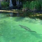 Edward Ball Wakulla Springs State Park