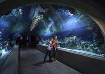 OdySea Aquarium