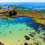 La Jolla Cove-Seals and Sea Lions
