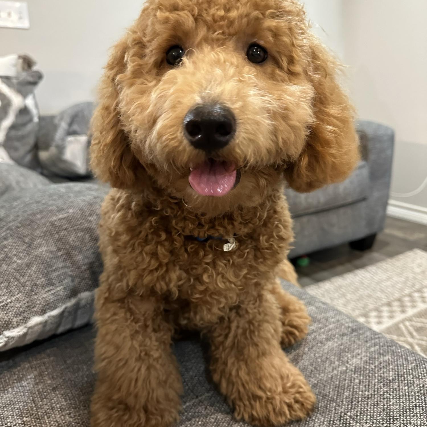 Tommy wanted in on the website 🤭