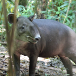 Parque Nacional Corcovado