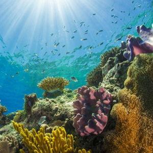 Snorkeling for Two in The Great Barrier Reef